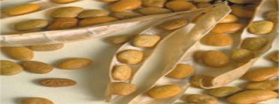 I fagioli tepary alimento adatto ai diabetici