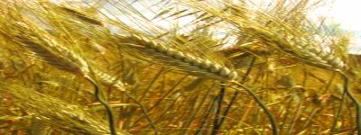 Il Saragolla turchesco un antico cereale