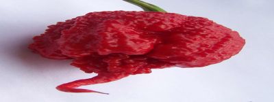 Smokin Ed Carolina Reaper - record mondiale 2013 per il piccante