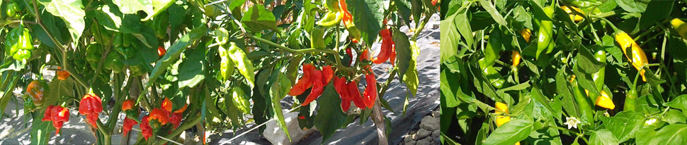 Produzione e vendita peperoncini piccanti Produzione e vendita peperoncini piccanti